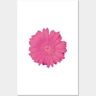 Pink Daisy Flower Posters and Art